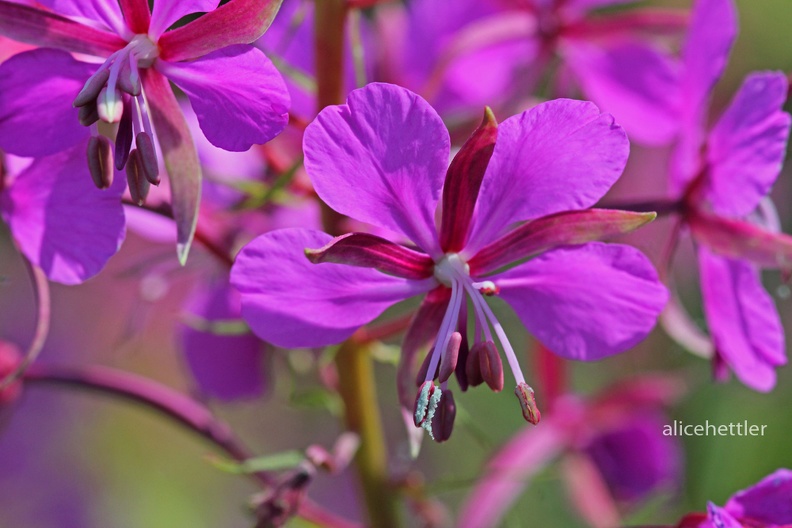 Schmalblättriges Weidenröschen - Fireweed (Epilobium angustifolium)
Foto: Alice Eickenscheidt
Ort: Blindensee, Schwarzwald
Kamera: Canon EOS 550 D, 105 mm 1:2.8 DG Macro (Sigma) Schmalbl__ttriges Weidenr__schen _Epilobium angustifolium__001.jpg